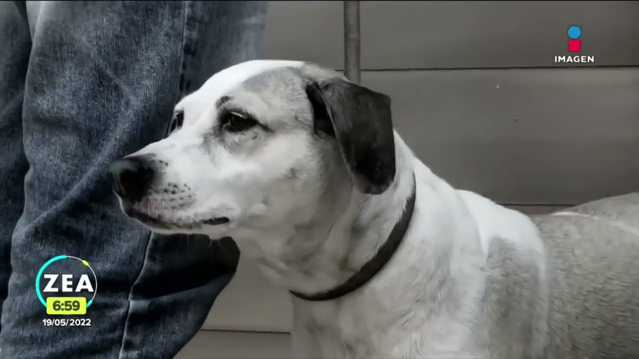 Denuncian maltrato a perros en guardería de mascotas en Veracruz | Noticias con Francisco Zea