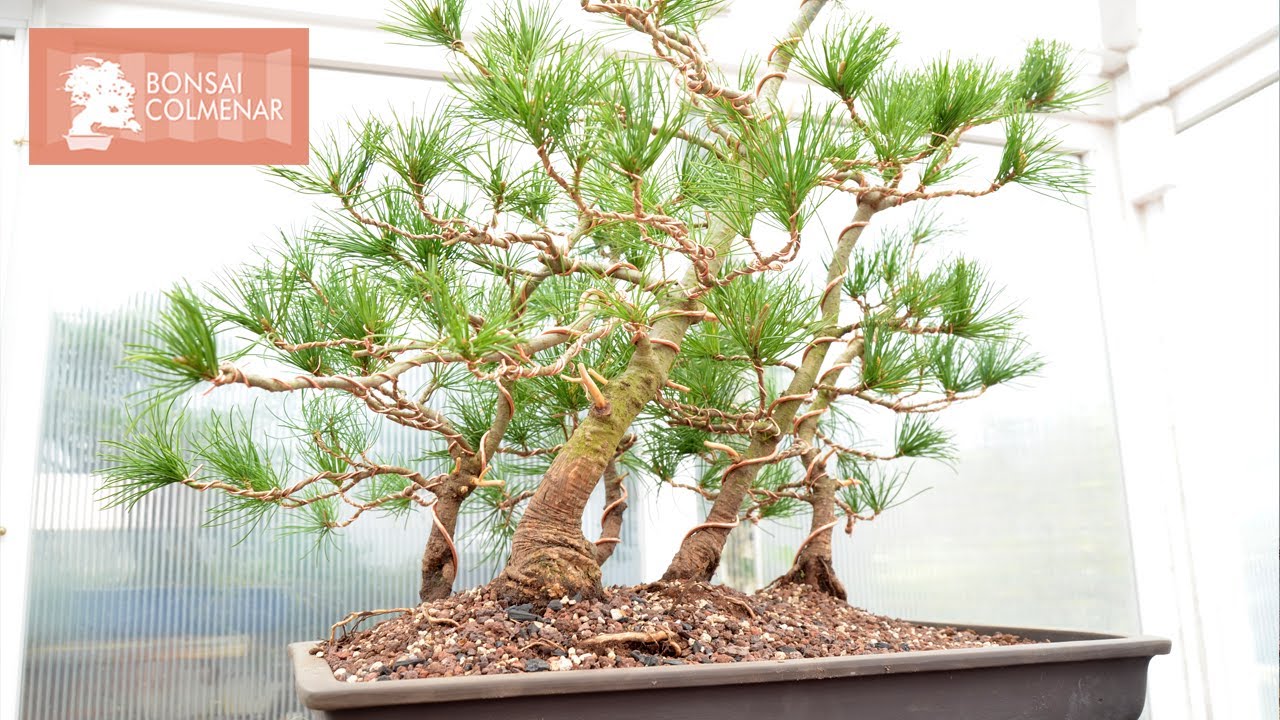 Bosque de pentaphylla - Bonsai Colmenar