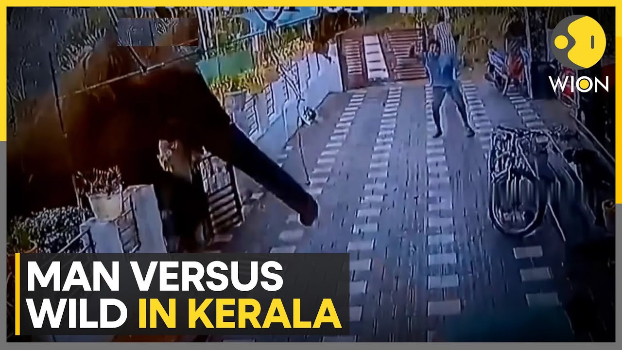 Wild elephant chases, tramples man to death in Kerala, India | WION