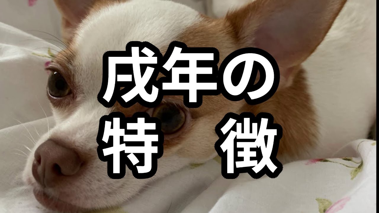 戌年の特徴【#忍耐強さ #安定感 #潔癖症な気質 #苦労が糧に #人との関わり 】