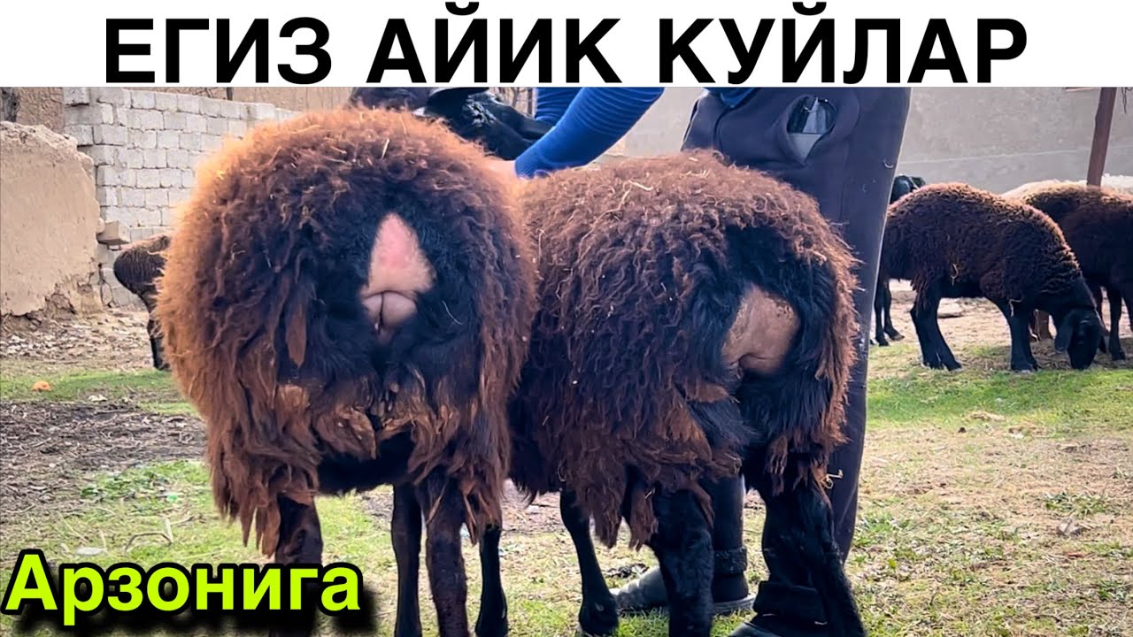 Бугунги Нархлар! ☎️+998 88 038 0108
