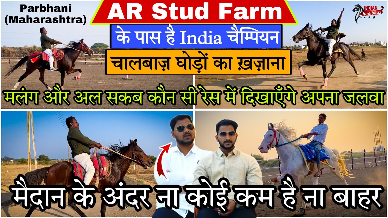 AR Stud Farm के चैम्पियन घोड़े Malang और अल सकब की कहां की है तैयारी_शोएब भाई ने क्यू बोली ये बात