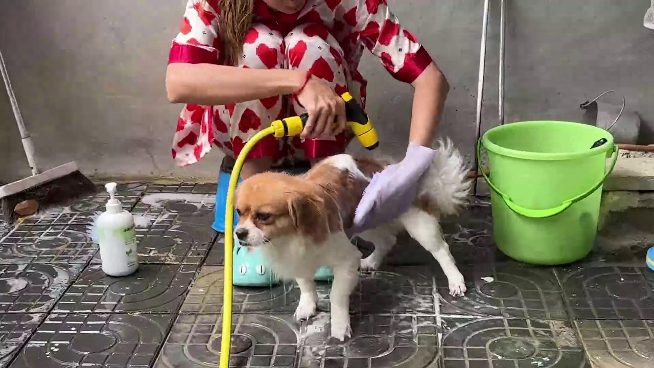 Bubble Bath Time for the Little Pup