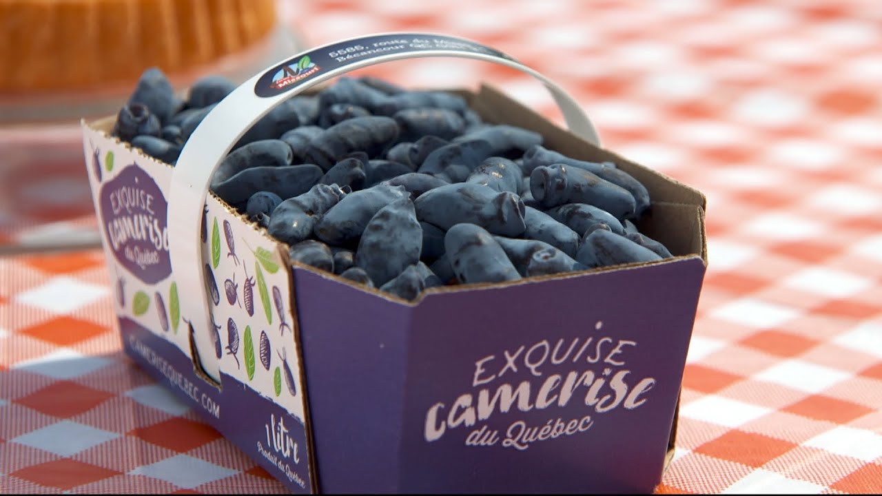 L'épicerie | La camerise, un petit fruit à découvrir