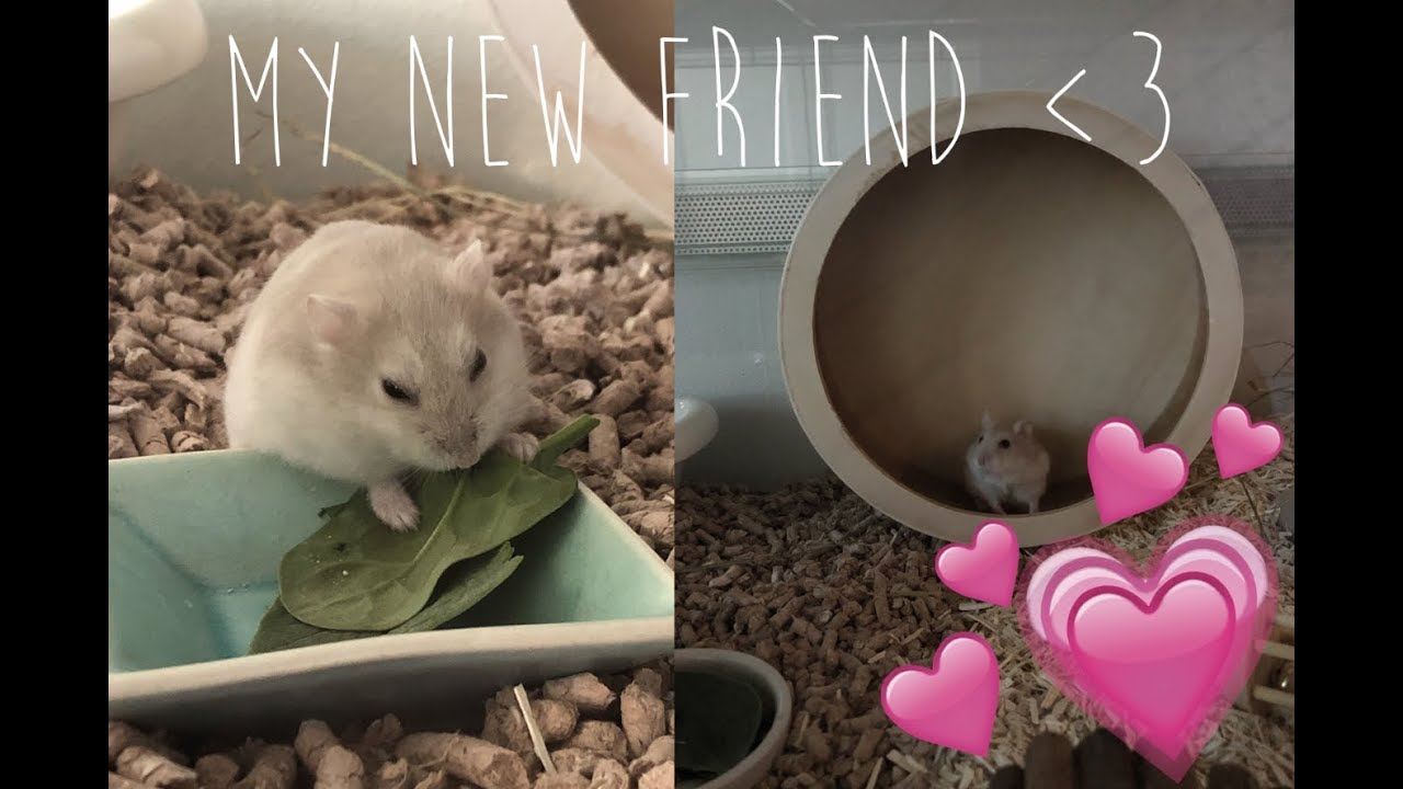 GETTING A HAMSTER - vlog