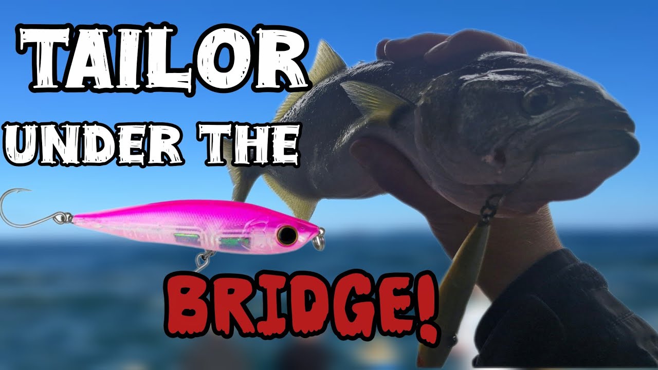 Is This the Best Conditions for Swan River Tailor?