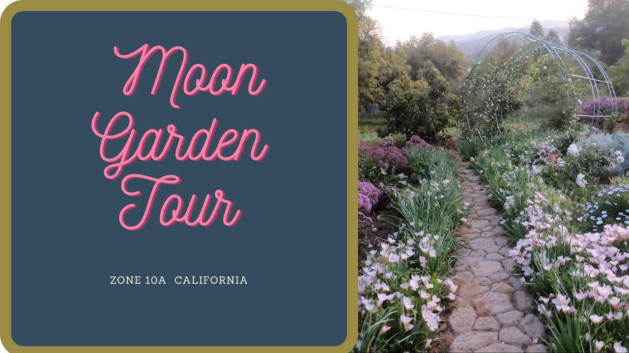 A Tour of my Moon Garden Zone 10a California
