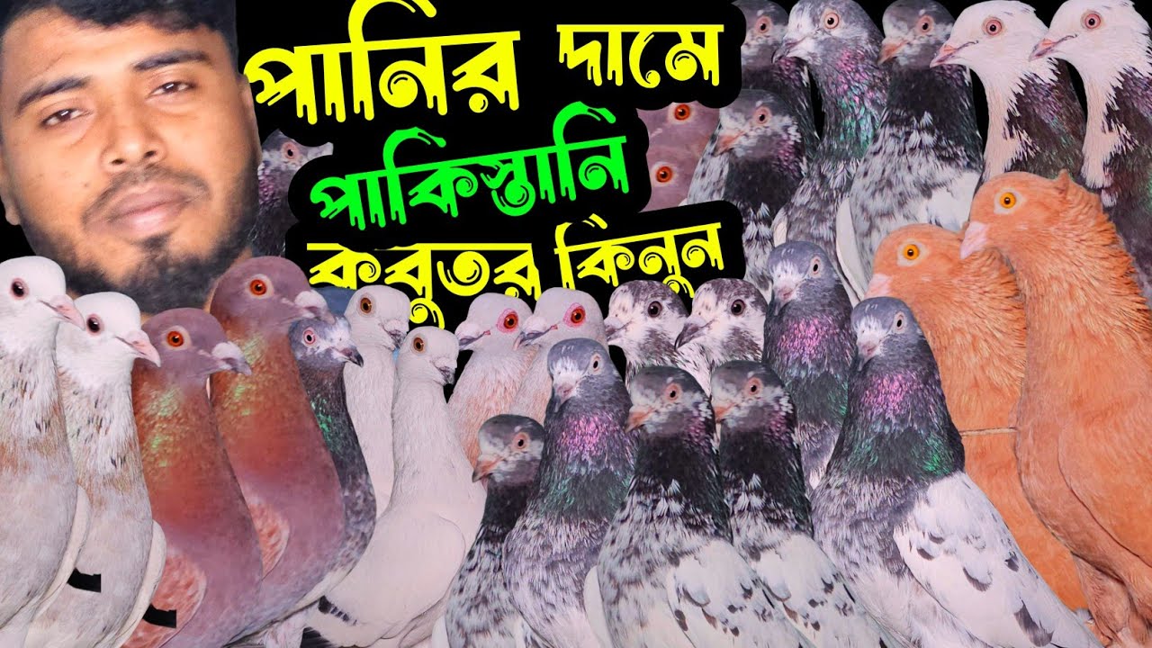 রেকর্ড করা কমদামে পাকিস্তানি টেডি,কামারগার,দামাসিন,বুদাপেস্ট কবুতর কিনুন | বাকবাকুম পায়রা | Pigeon |