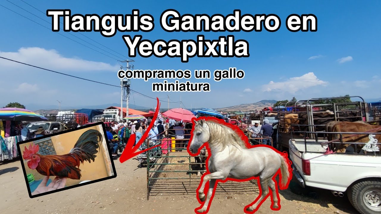 Tianguis Ganadero en Yecapixtla Morelos ! , encontramos animales desde los 15 pesos 👌🏼