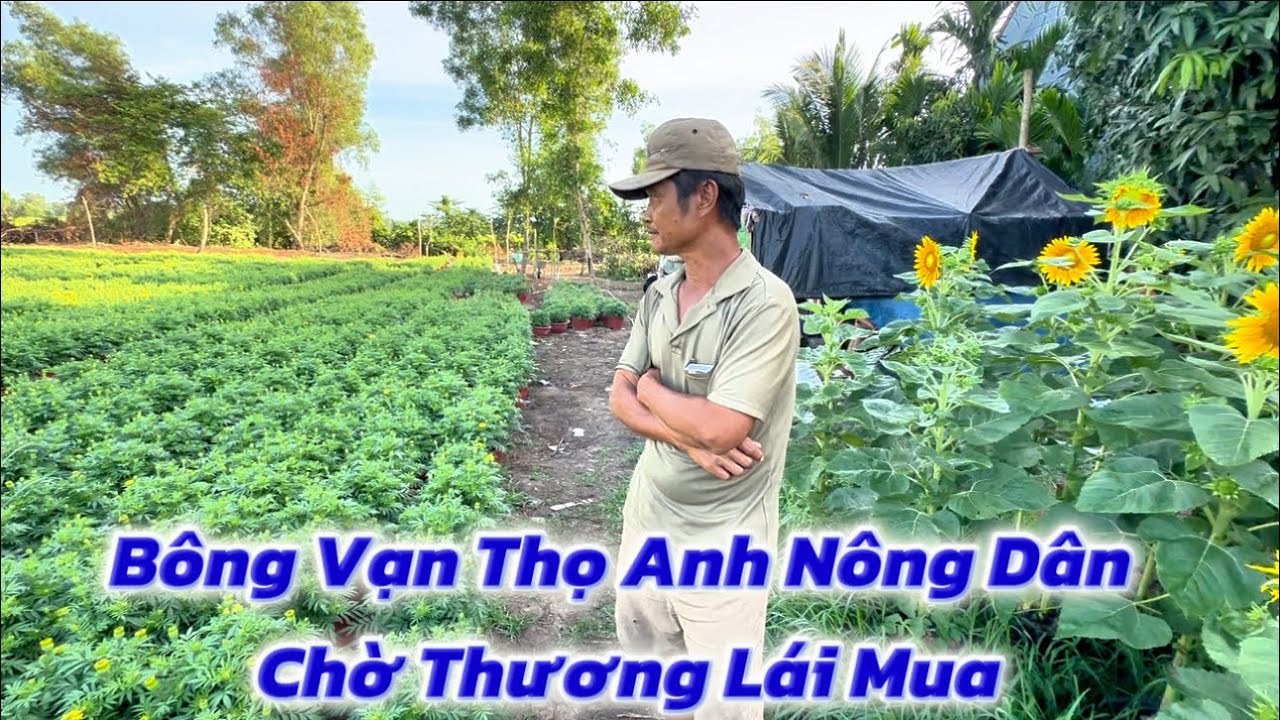 Bông Vạn Thọ,Bông Hướng Dương,Anh Nông Dân Ngủ Ngày Đêm Chờ Bà Con Đến Mua,