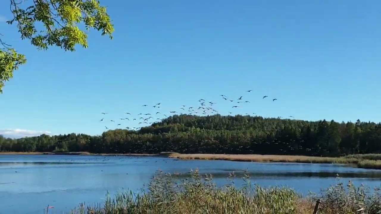 Suddenly the greylag geese (Anser anser) were there...