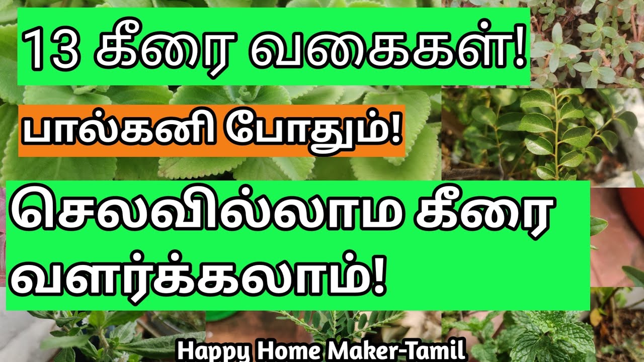 செலவில்லாத மாடித்தோட்டம் | ஆர்கானிக் கீரை, வாரம் இருமுறை சாப்பிடுங்க! | Terrace Gardening
