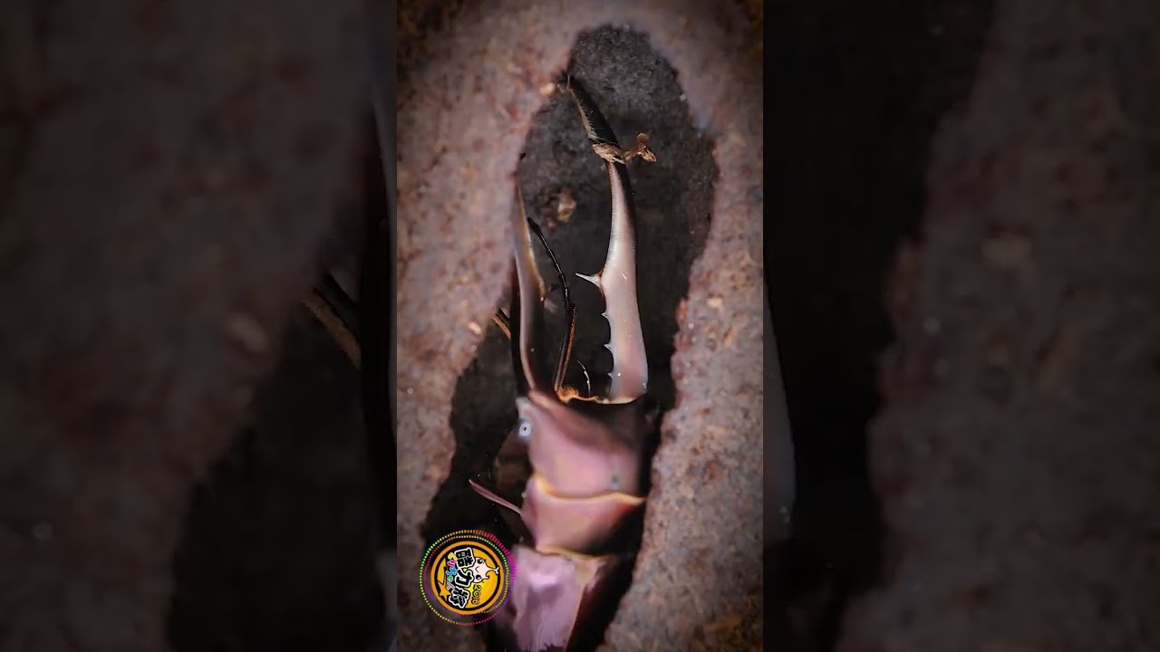 【魂系列】系列11  美他利佛細身鍬形蟲羽化縮時 Time-lapse photography of Cyclommatus metallifer finae Emerging