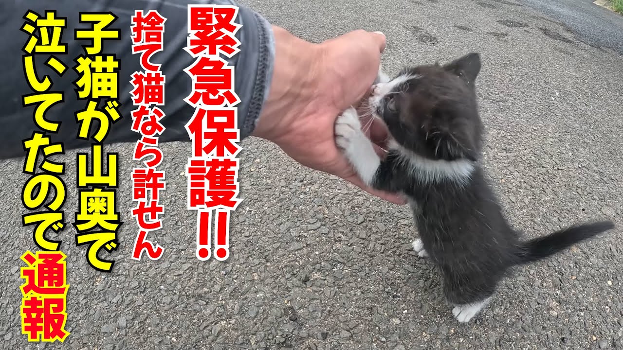 【捨て猫】鳴き声がして見渡すと…鳥に狙われるであろう子猫を緊急保護！捨てるなんて犯罪は通報しました