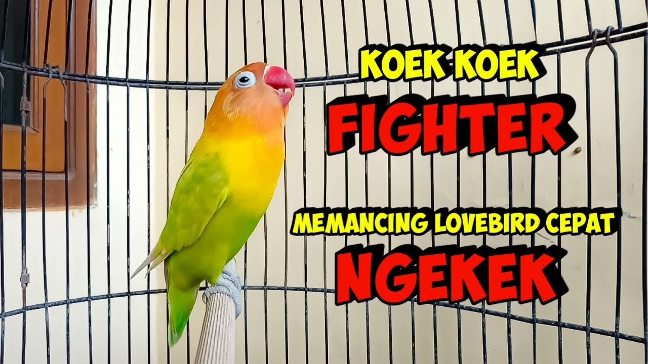 TAK LAMA DENGAR Langsung NYAUT, Pancingan lovebird Fighter Ngekek Panjang AMPUH bikin LB Cepat BUNYI