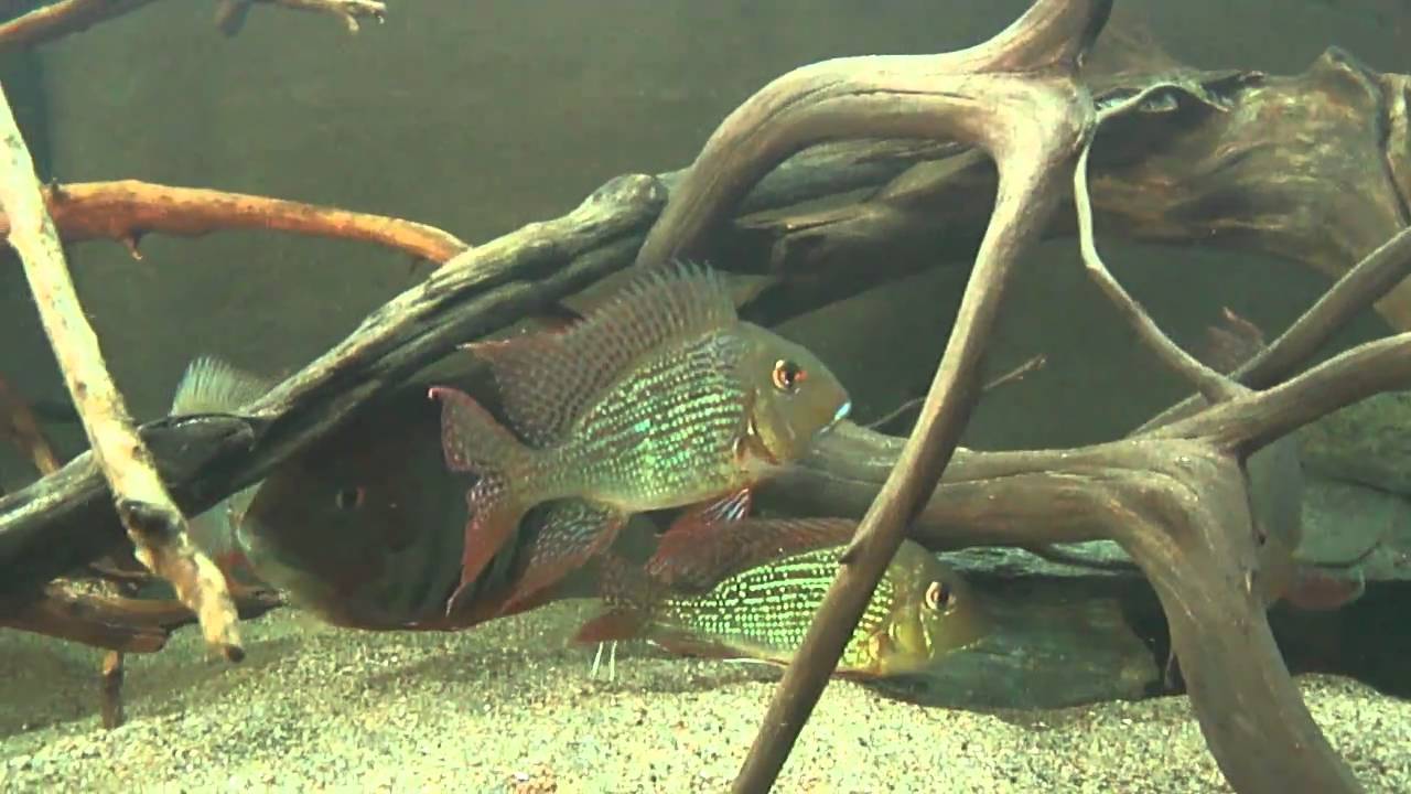 1400L South American Tank