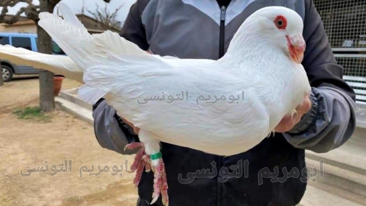 زيادة حجم زغاليل الحمام | خلي الزغاليل ضخمه