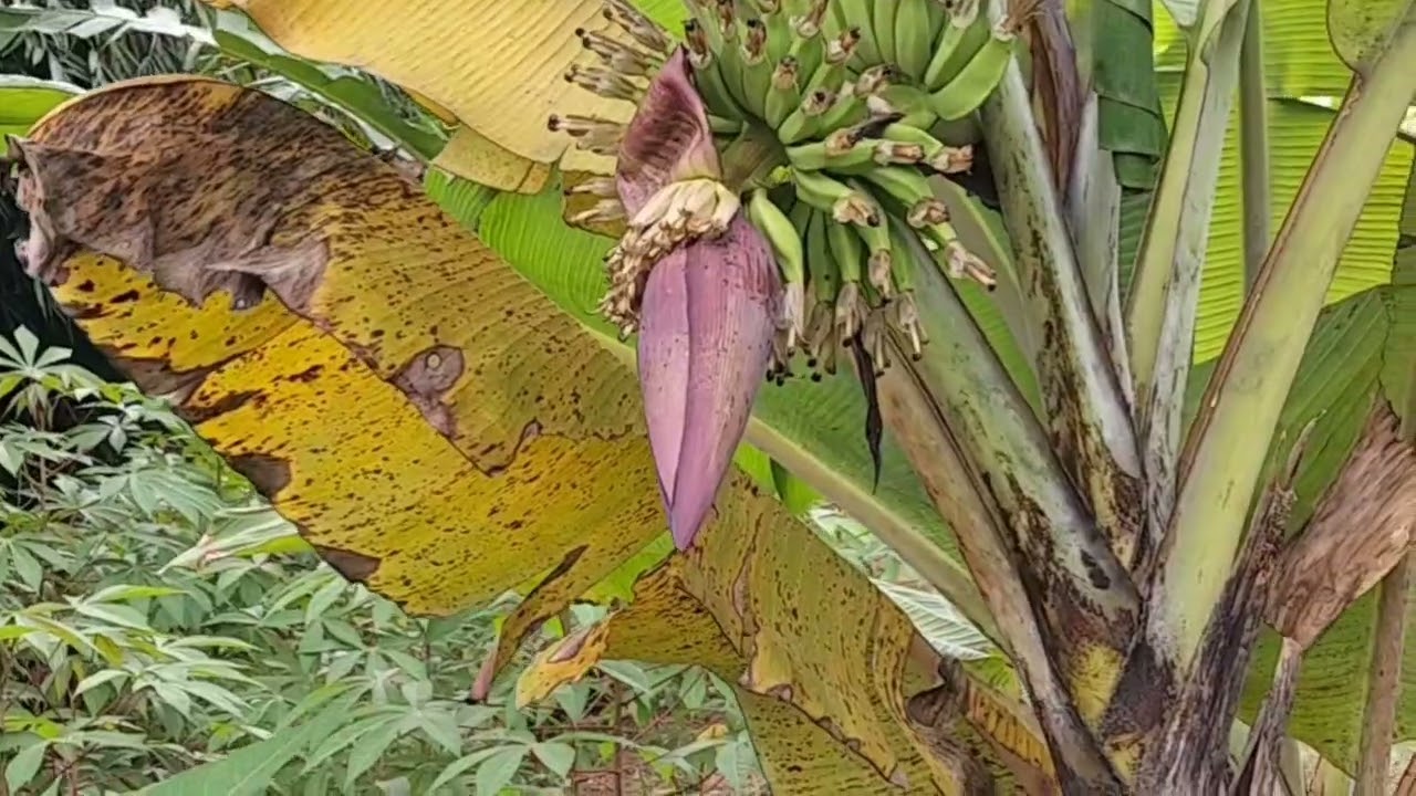 WAW !! POHON PISANGNYA BARU MUNCUL BUNGA 