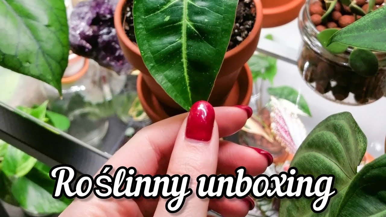 Unboxing prezentu na Dzień Kobiet | Hoya Haul