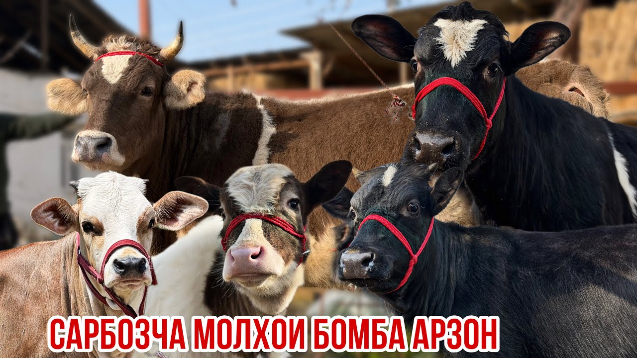 Сарбозча нархои арзон Гуночино моли Шветцкие бугуз 13 февраля 2026 г.