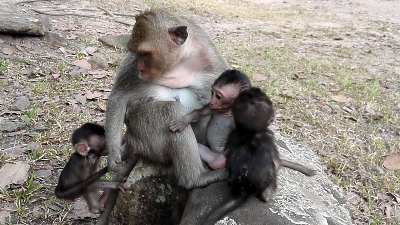 Oh! My god! Mom Monkey (Sasha) Has A Triplet.