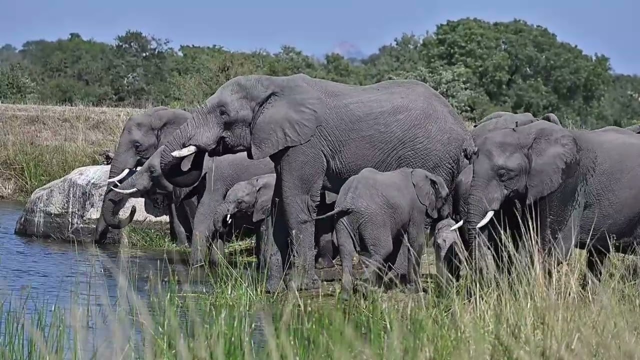 Great photographic opportunities of African Elephants at Transport Dam in Kruger National Park