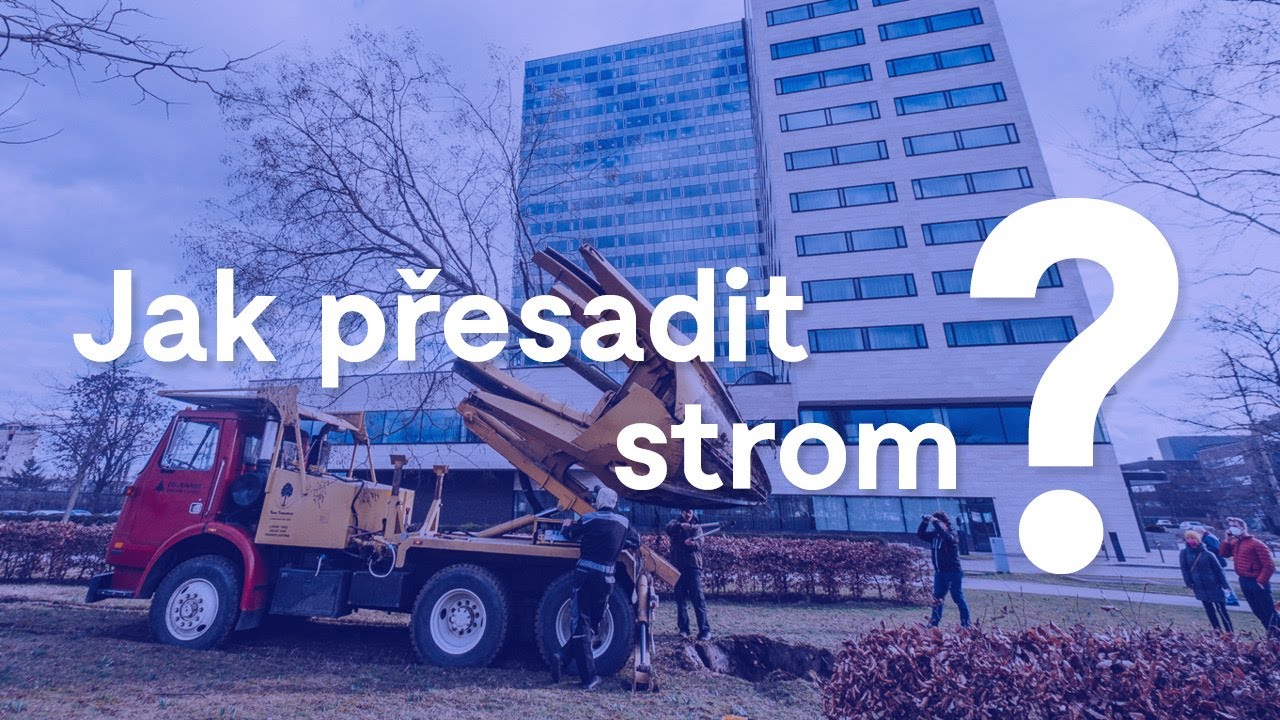 Jak přesadit vzrostlý strom? Na nábřeží Svratky přijel Big John