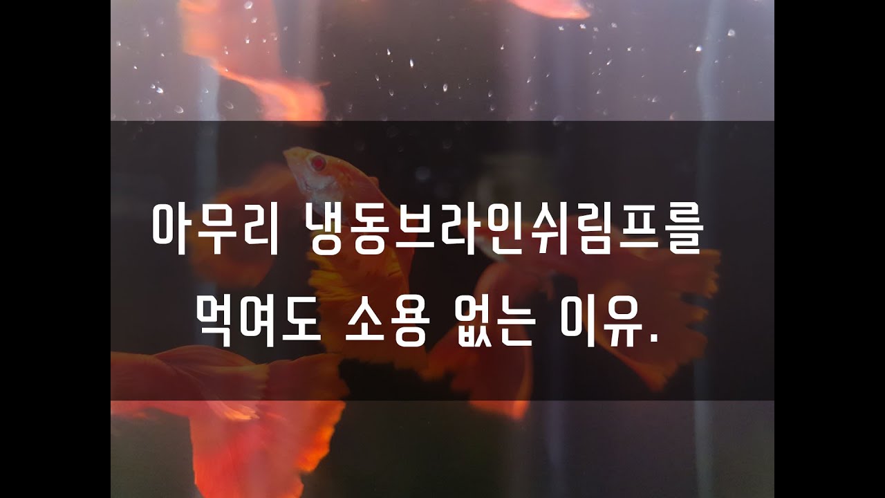 냉동브라인 쉬림프 먹이지마세요  두번째 영상입니다.