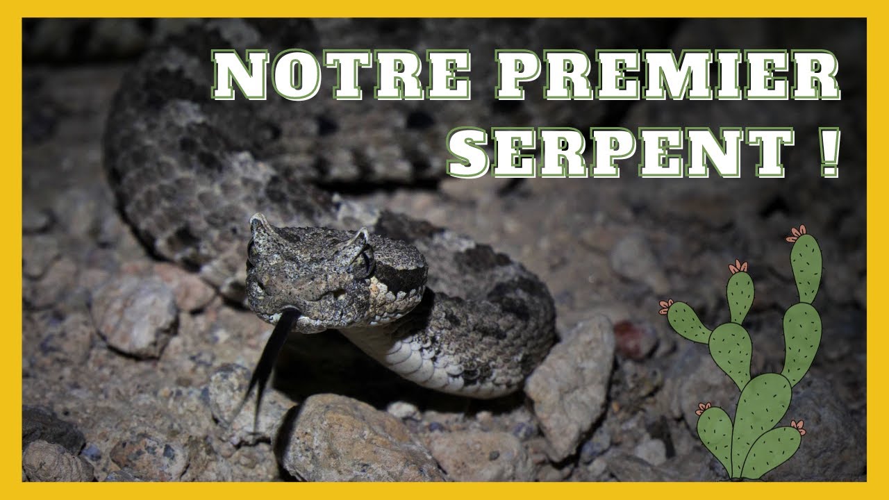 Dans le désert des Mojaves (Herping Las Vegas) (Épisode 2)