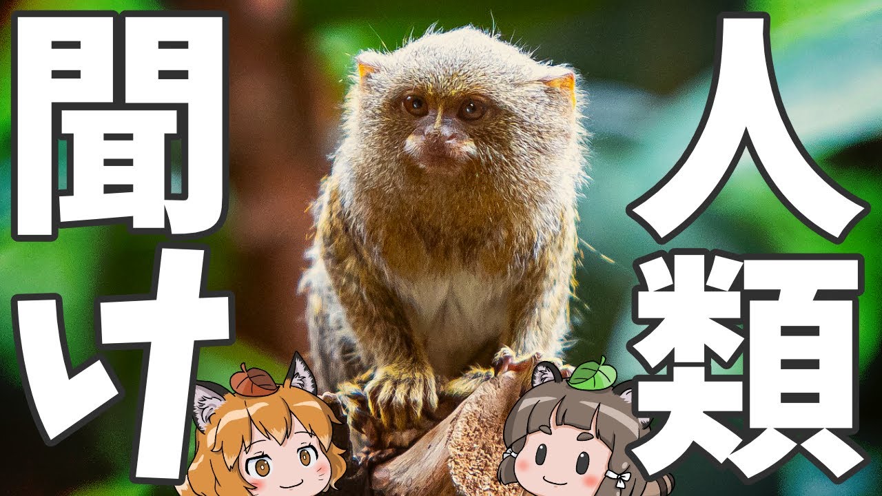 【緊急動画】ピグミーマーモセットを救いたい