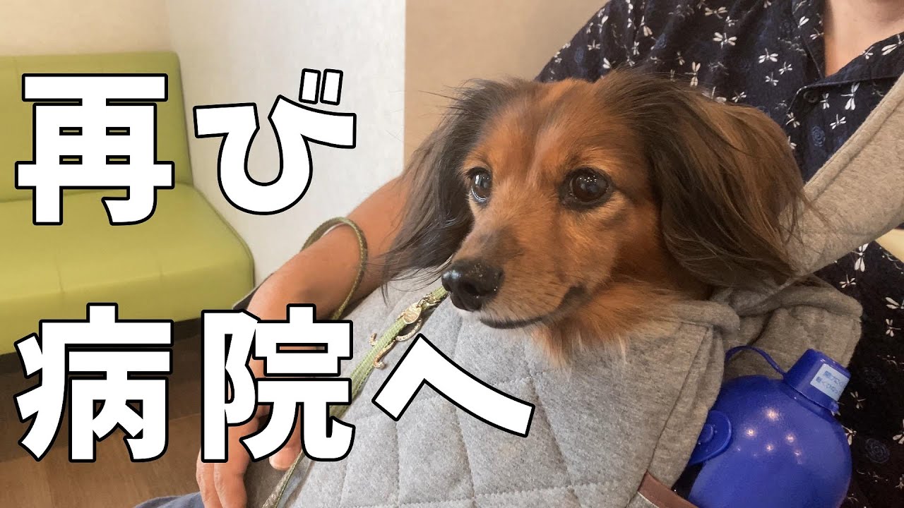 【体調不良4日目】ルル再び病院へ行ってきました【カニンヘンダックス】