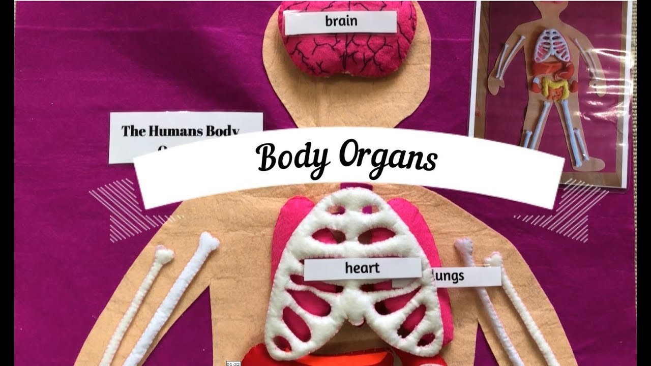[VMI] Science - Human Body Parts and Organs - Montessori