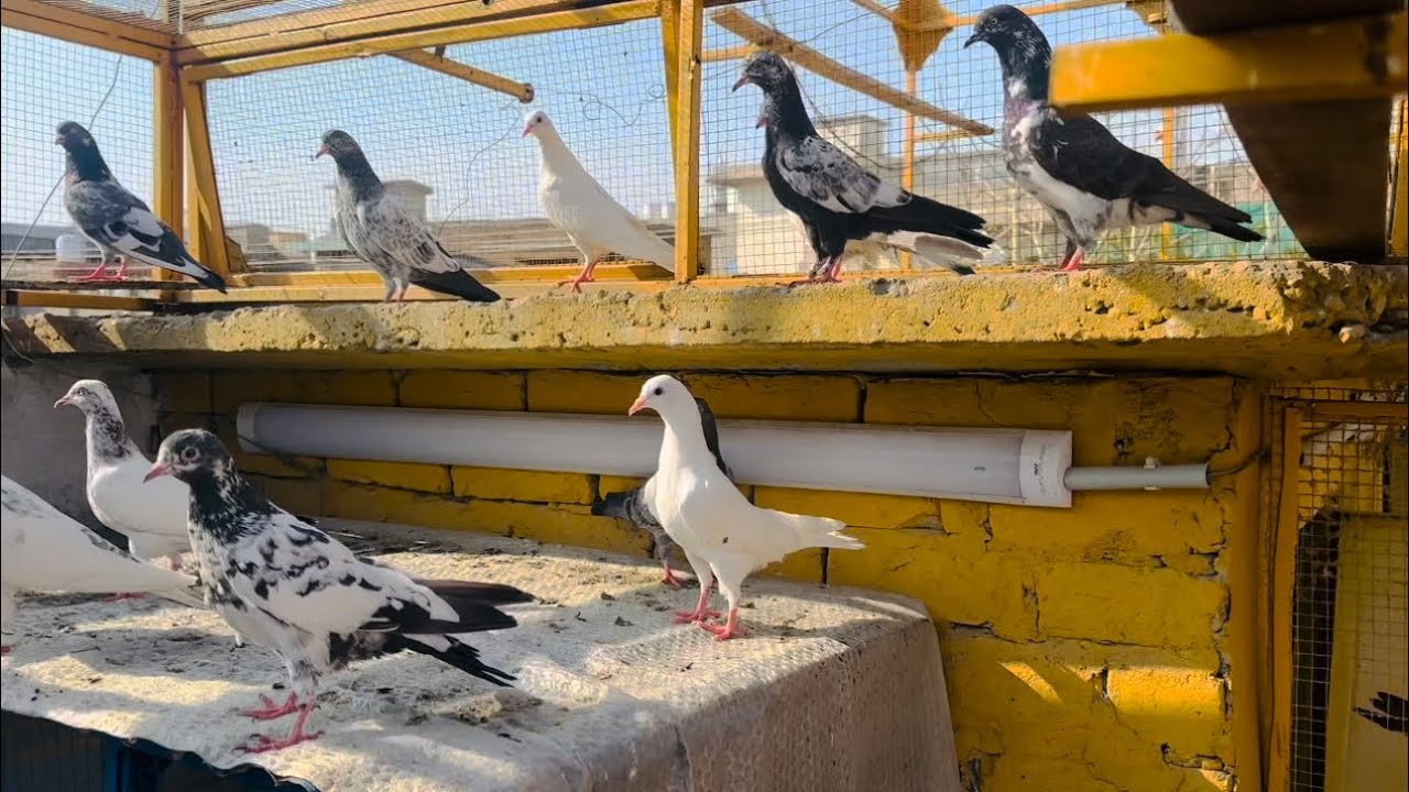 Baby pigeons ki training shuru kr Di 😱 | Dar pigeons club | 