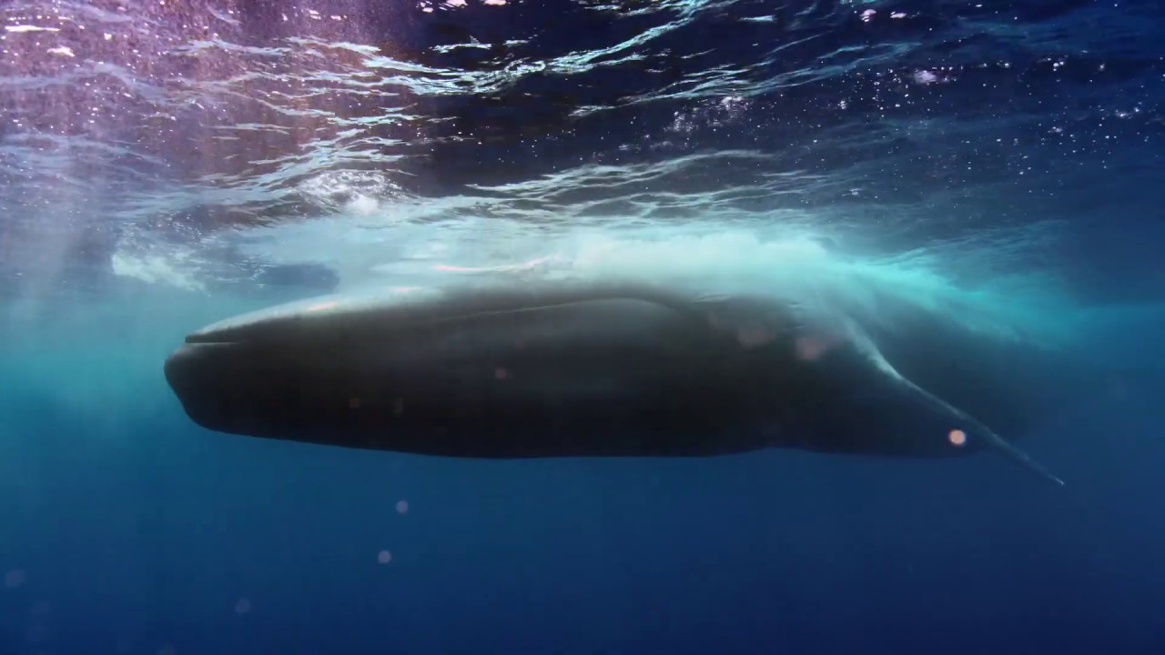 Wildlife in Sri Lanka