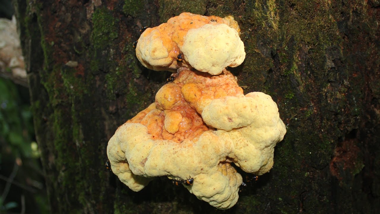 Jestiva gljiva Šumsko pile (Laetiporus sulphureus)