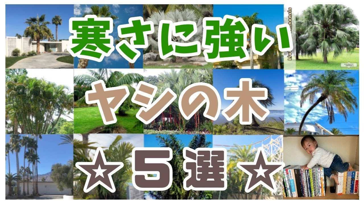 【オススメ】耐寒性に優れたヤシ５選！！【ヤシ紹介】