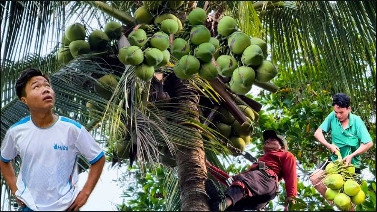 Cưa cây dừa gần nhà siêu cao siêu cháy cặp đường sớm mới ￼