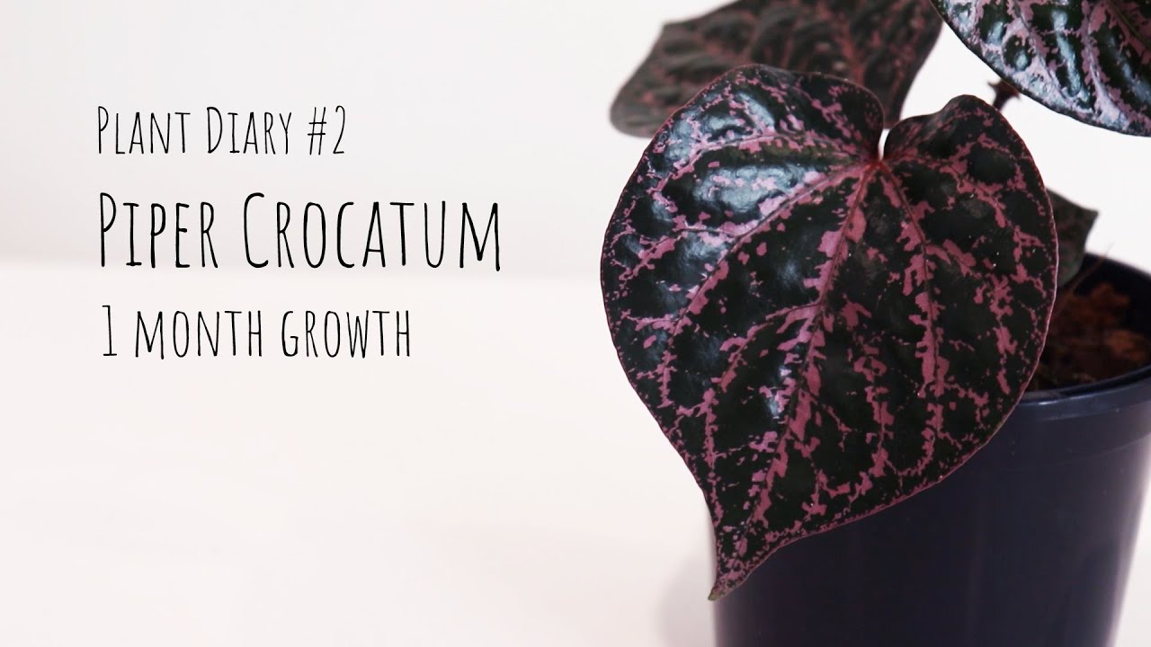 Plant diary | A month growth Piper crocatum, How I grow Piper crocatum and how to propagate it