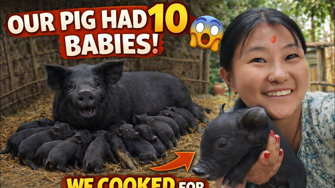 10 Piglets Born on Our Farm! 🐷 Cooking Special Food for Mother Pig 😱