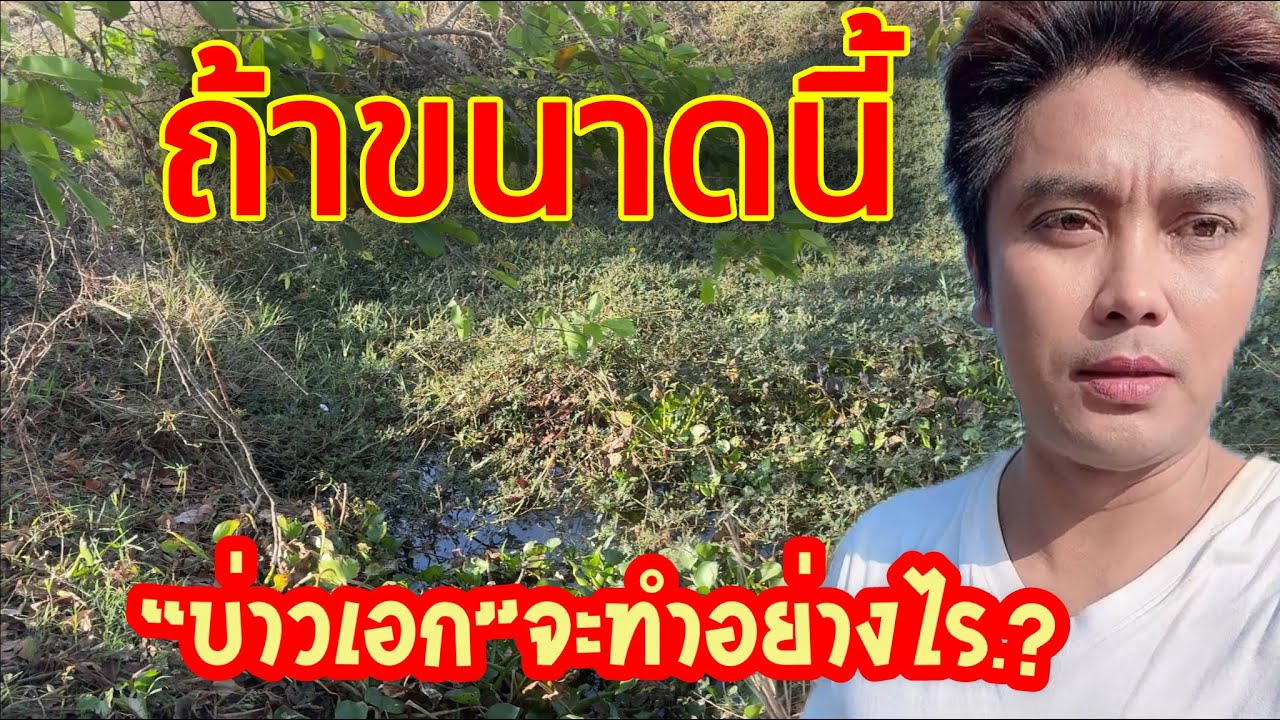 💥เอาแล้ว“บ่าวเอก”พามาลุ้นตอนเช้า.!