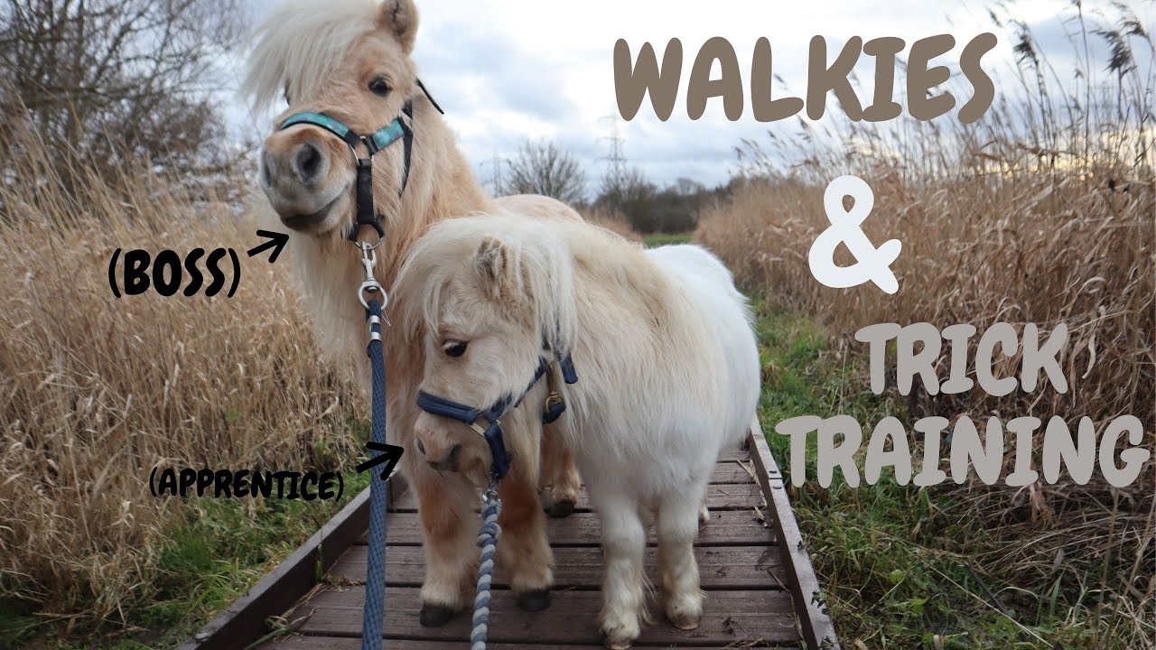 Teaching the ponies new tricks ~ paw, back-up, lie down | Lockdown Challenge | TEDDY THE SHETLAND
