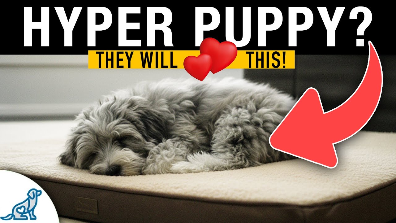 3 Ways To Tire Out Your Hyper Puppy FAST