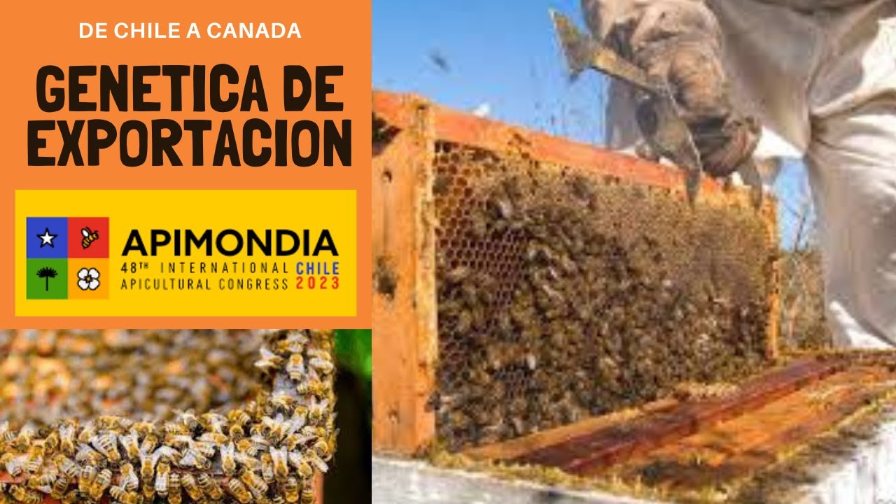 Abejas Reinas de Exportacion a Canada y el Mundo - Queen Bees for Export to Canada and the World