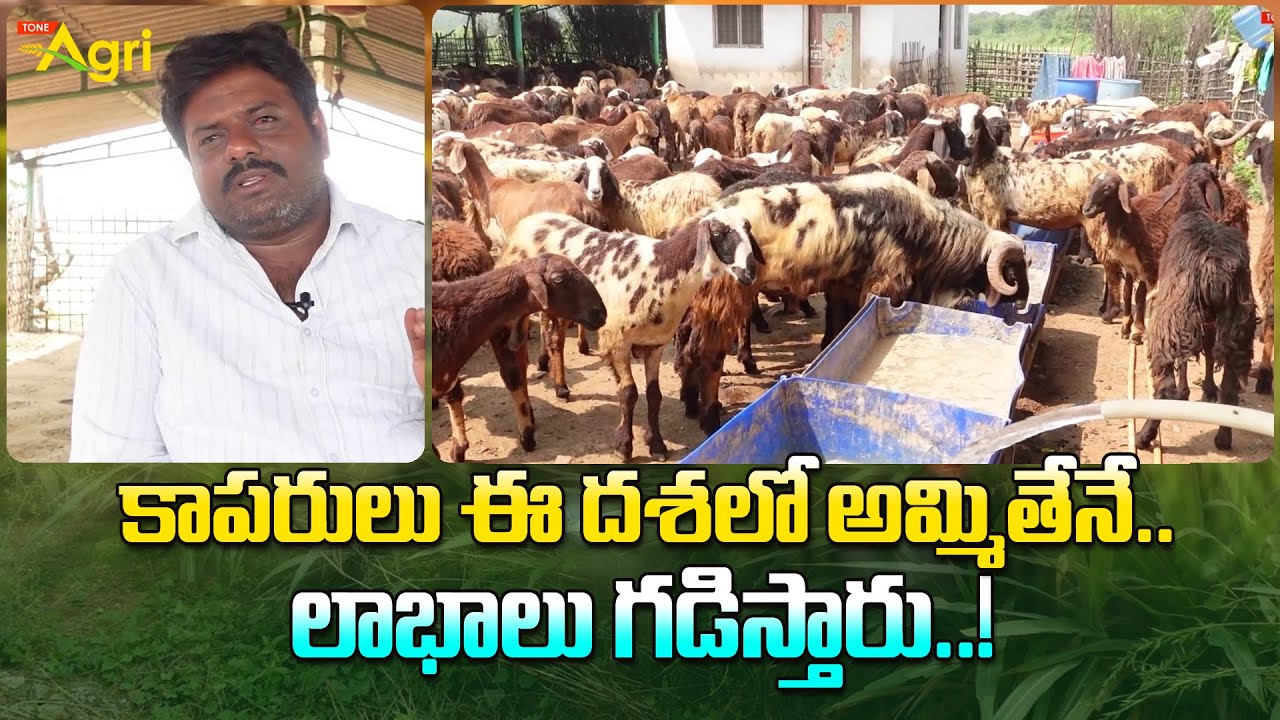 Sheep Farming Techniques For Beginners | కాపరులు ఈ దశలో అమ్మితేనే.. లాభాలు గడిస్తారు..! Tone Agri