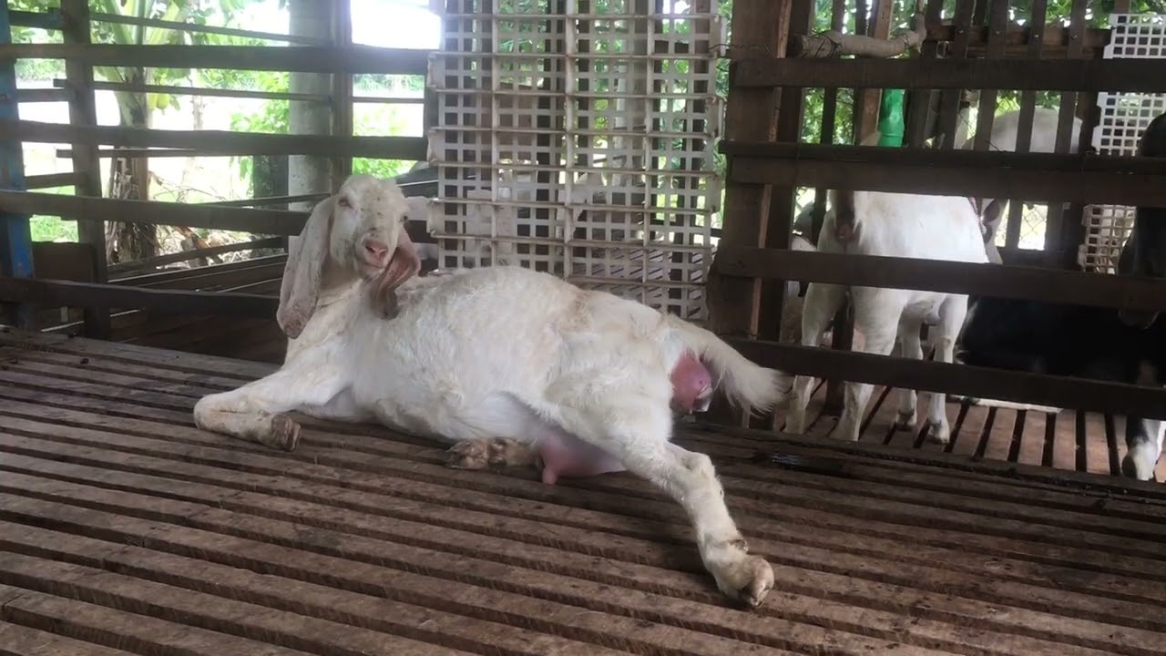 Young goat gives birth to a giant baby