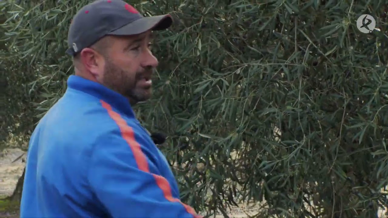 Hasta 200 kilos, esta es la producción de un olivo centenario | Maestros del campo
