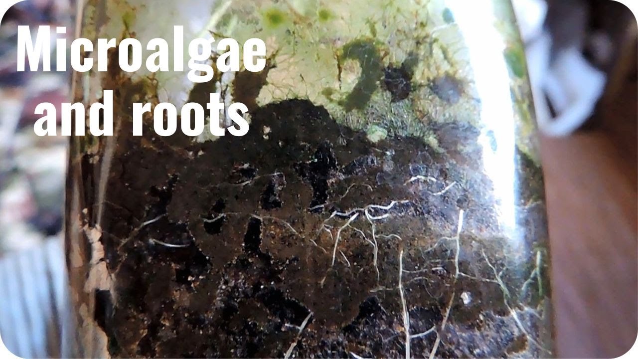 Microalgae and roots, six month old closed terrarium