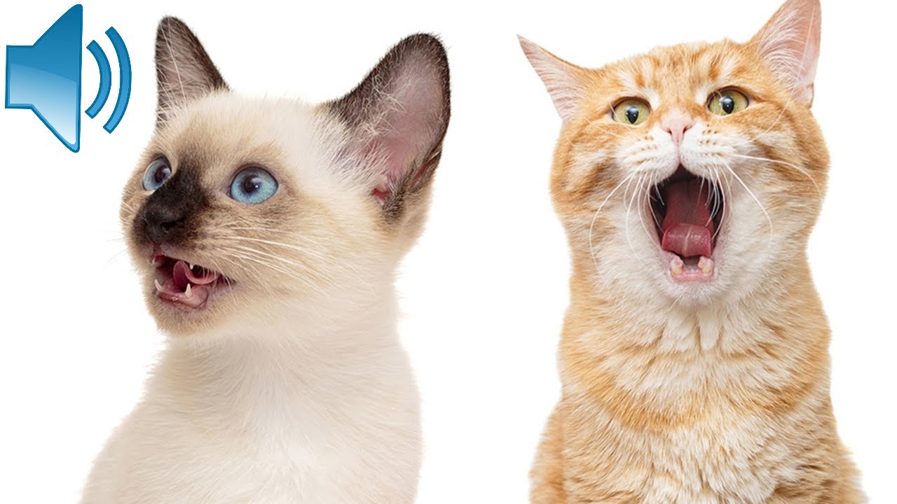 звуки, которые привлекают кошек - Мяу, чтобы кошки подошли к вам