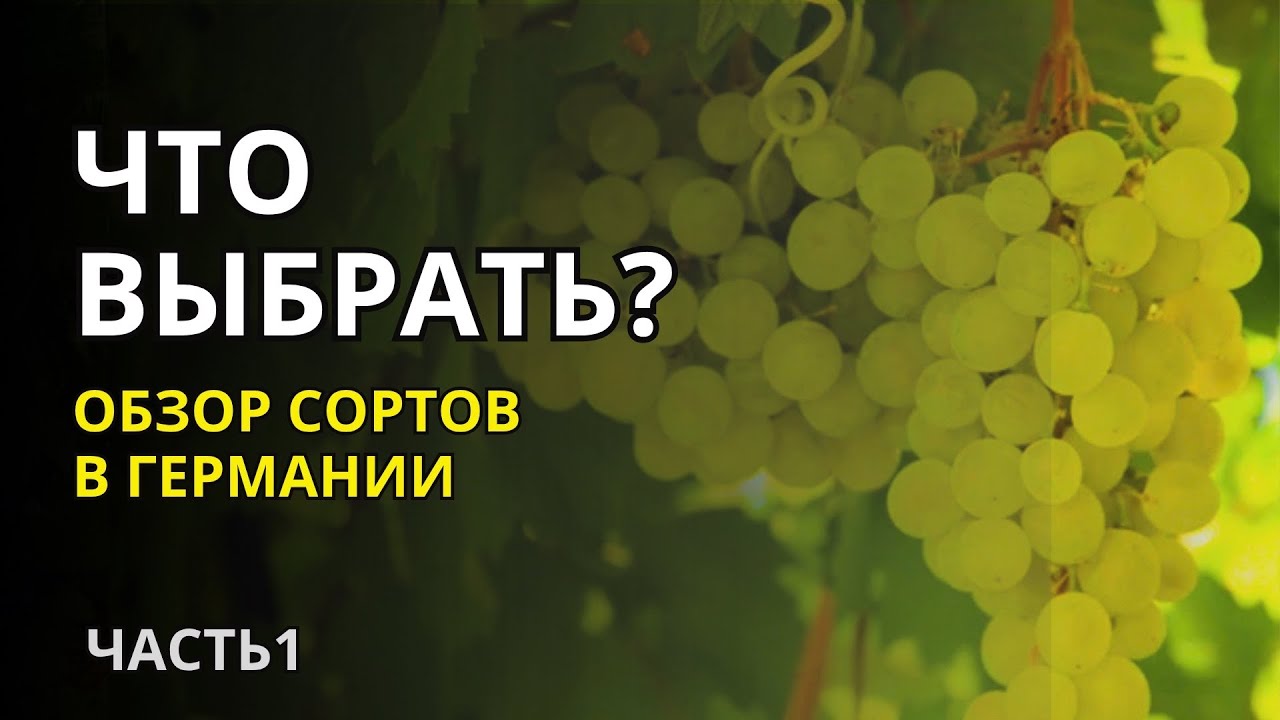 Дача в Германии. Выбираем сорт винограда, чтобы он выжил в нашем климате и был реально вкусным
