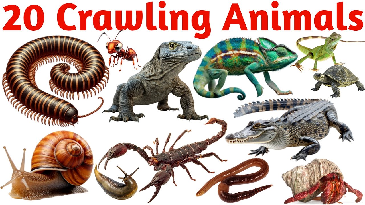 20 रेंगने वाले जानवरों के नाम | 20 Crawling Animals Names in English and Hindi | Kids Learning Video